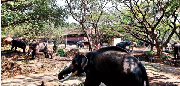 ഗുരുവായൂരില്‍ ഇനി ആനകള്‍ക്ക് സുഖചികിത്സയുടെ നാളുകള്‍
