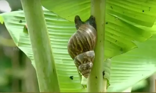 കോട്ടയം നാഗമ്പടത്ത് ആഫ്രിക്കന് ഒച്ചുകള് പെരുകുന്നു കോട്ടയം നാഗമ്പടത്ത് ആഫ്രിക്കന് ഒച്ചുകള് പെരുകുന്നു