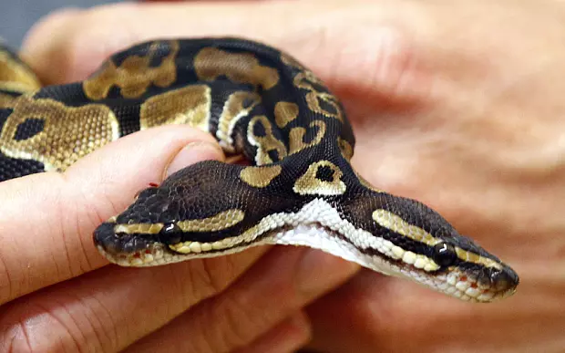 ജീവനുള്ള പാമ്പുകളെയും തേളുകളെയും വിഴുങ്ങുന്ന സാഹസികനെ പരിചയപ്പെടാം