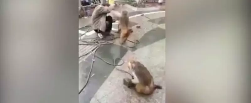 ഒരു കരണത്തടിച്ചാല്‍ മറുകരണമല്ല, യജമാനന് നേര്‍ക്ക് തല്ലോട് തല്ലുമായി ഒരു കുരങ്ങന്‍