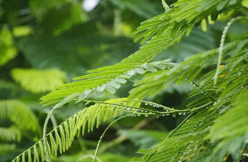 പ്രകൃതിക്ക് തണല്‍ വിരിച്ച്  പയ്യന്നൂര്‍ സീക്ക് മൂന്നര പതിറ്റാണ്ട് പിന്നിടുന്നു