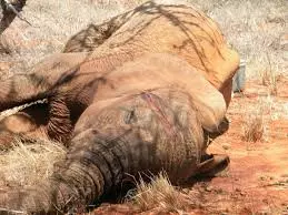 വയനാട്ടില് കാട്ടാന ചരിഞ്ഞത് വെടിയുണ്ടയേറ്റെന്ന് പോസ്റ്റുമോര്ട്ടം റിപ്പോര്ട്ട് വയനാട്ടില് കാട്ടാന ചരിഞ്ഞത് വെടിയുണ്ടയേറ്റെന്ന് പോസ്റ്റുമോര്ട്ടം റിപ്പോര്ട്ട്