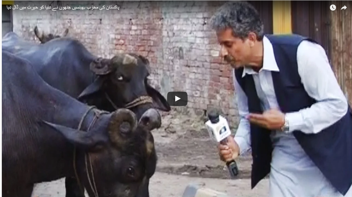 ഓവര്‍ ബ്രിഡ്ജ് കയറി ഇറങ്ങുക ബുദ്ധിമുട്ടാണ്: പോത്ത് മാധ്യമപ്രവര്‍ത്തകനോട്