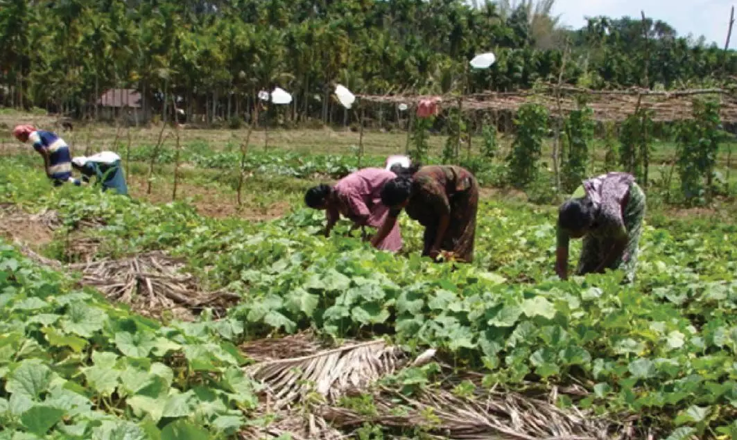 കാര്‍ഷിക വായ്പക്കായി 11,80,000 കോടി; കര്‍ഷകര്‍ക്ക് താങ്ങുവില ഉറപ്പാക്കും
