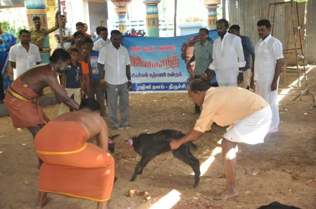 കബാലിയുടെ വിജയത്തിന് ആരാധകരുടെ മൃഗബലി കബാലിയുടെ വിജയത്തിന് ആരാധകരുടെ മൃഗബലി