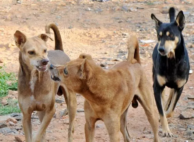 തെരുവ് നായ ആക്രമണം: തൃശൂരില് കുട്ടികള് ഉള്പ്പെടെ ആറ് പേര്ക്ക് പരിക്ക് തെരുവ് നായ ആക്രമണം: തൃശൂരില് കുട്ടികള് ഉള്പ്പെടെ ആറ് പേര്ക്ക് പരിക്ക്