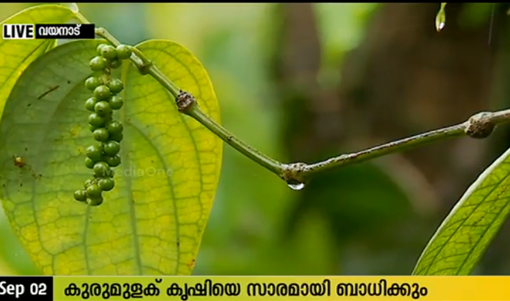 വയനാട്ടില്‍ മഴ കുറഞ്ഞത് കൃഷിയെ ബാധിക്കുന്നു