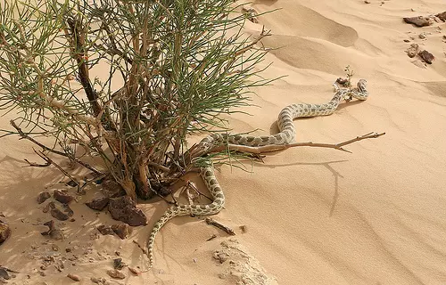 സൌദിയില് വേനല്ചൂട് കനത്തതോടെ ഇഴ ജന്തുക്കളും വിഷപ്പാമ്പുകളും പുറത്തിറങ്ങുന്നു സൌദിയില് വേനല്ചൂട് കനത്തതോടെ ഇഴ ജന്തുക്കളും വിഷപ്പാമ്പുകളും പുറത്തിറങ്ങുന്നു