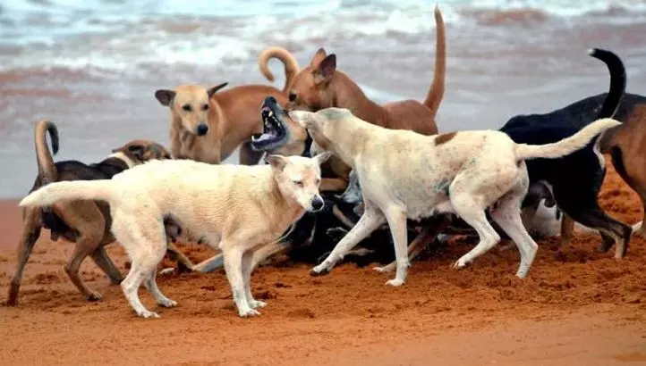 വയനാട്ടില്‍ തെരുവുനായ സ്ത്രീയെ ആക്രമിച്ചു