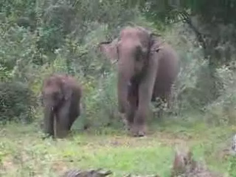 മറയൂരില് ആനശല്യം രൂക്ഷമാകുന്നു; കര്ഷകര് കൃഷി ഉപേക്ഷിക്കുന്നു മറയൂരില് ആനശല്യം രൂക്ഷമാകുന്നു; കര്ഷകര് കൃഷി ഉപേക്ഷിക്കുന്നു