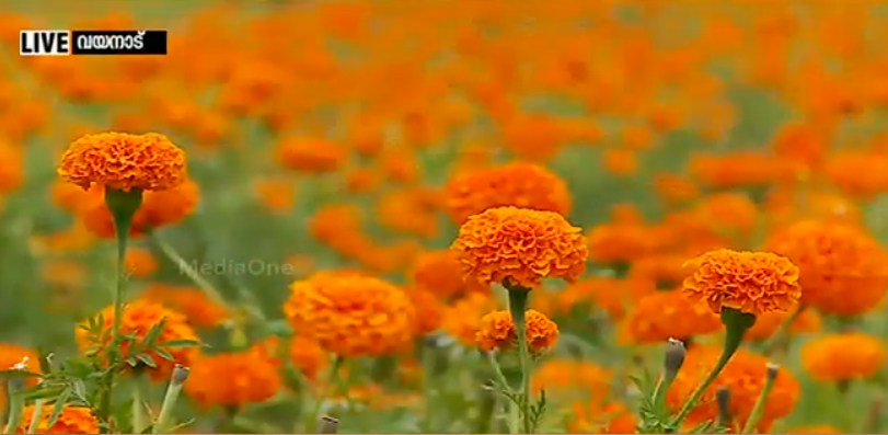 ഗുണ്ടല്‍പേട്ടില്‍ മഴ കുറഞ്ഞു, ഓണത്തിന് പൂവില കൂടും