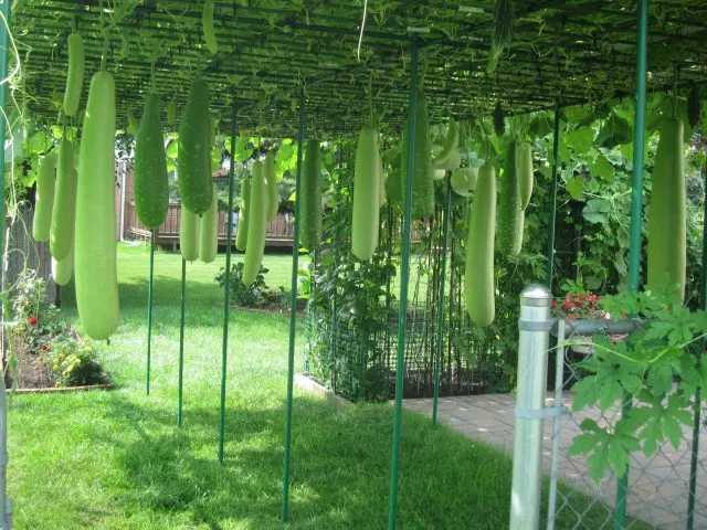 അറിയാമോ ചുരയ്ക്ക ഒരു സംഭവമാണ്, ചുരയ്ക്കാ ജ്യൂസും അറിയാമോ ചുരയ്ക്ക ഒരു സംഭവമാണ്, ചുരയ്ക്കാ ജ്യൂസും