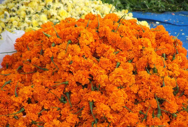 അതിര്ത്തി കടന്നെത്തുന്ന പൂക്കള്ക്ക് തീവില; ലാഭം മുഴുവന് ഇടനിലക്കാര്ക്ക് അതിര്ത്തി കടന്നെത്തുന്ന പൂക്കള്ക്ക് തീവില; ലാഭം മുഴുവന് ഇടനിലക്കാര്ക്ക്