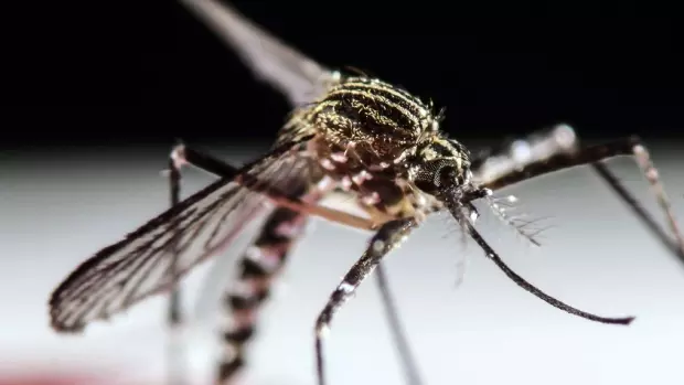 സിക്ക വൈറസ് ലോകമെമ്പാടും പടര്‍ന്നുപിടിക്കുമെന്ന് മുന്നറിയിപ്പ്