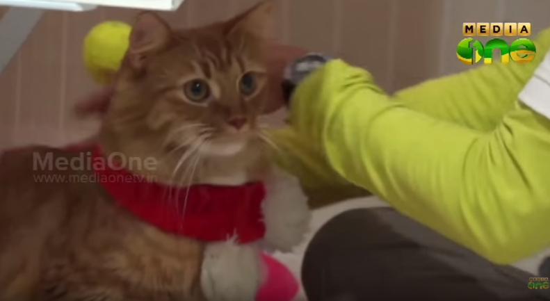 പൂച്ചകളാണ് ഈ ഹോട്ടലിലെ അതിഥികള്‍