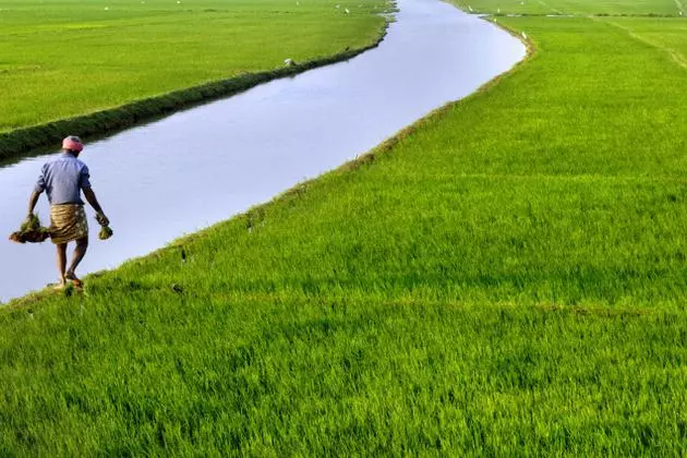 മഴ ദുര്‍ബലം; ആശങ്കയോടെ തൃശൂരിലെ കോള്‍ കര്‍ഷകര്‍