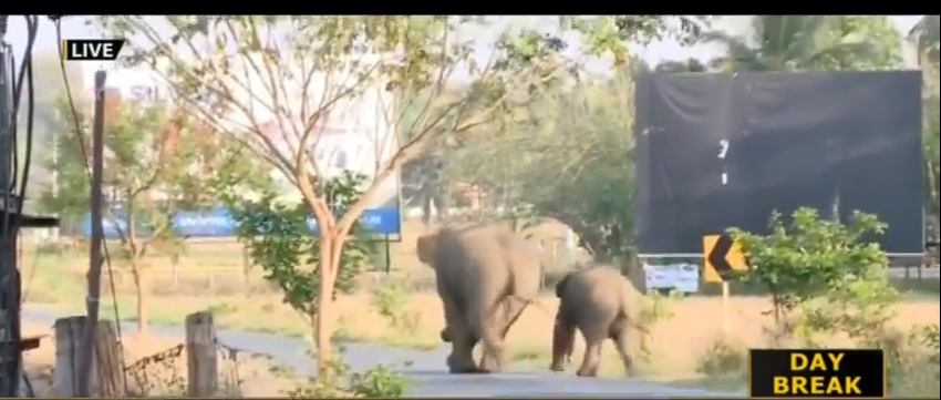 നാടുകാണാനിറങ്ങിയ അമ്മയാനയും കുഞ്ഞാനയും തിരിച്ചെത്തിയതായി വനംവകുപ്പ്