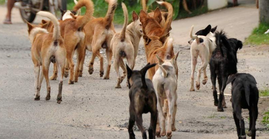 ചത്ത തെരുവുനായ്ക്കളുമായി യൂത്ത് ഫ്രണ്ടിന്റെ പ്രതിഷേധ റാലി