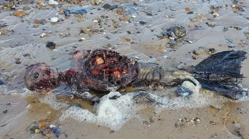 ബ്രിട്ടന്റെ തീരത്ത് മത്സ്യ കന്യകയുടെ ജഡം!!! ബ്രിട്ടന്റെ തീരത്ത് മത്സ്യ കന്യകയുടെ ജഡം!!!