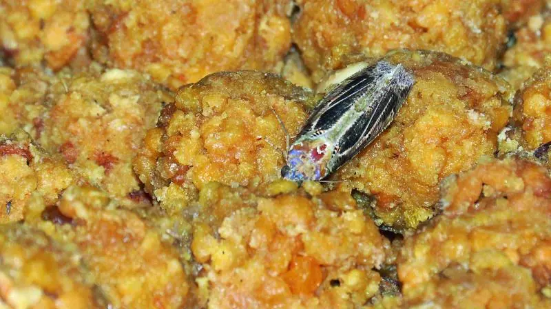 കനകദുര്ഗ ക്ഷേത്രത്തിലെ ലഡു പ്രസാദത്തില് കീടങ്ങള്, 50,000 ലഡു നശിപ്പിച്ചു കനകദുര്ഗ ക്ഷേത്രത്തിലെ ലഡു പ്രസാദത്തില് കീടങ്ങള്, 50,000 ലഡു നശിപ്പിച്ചു