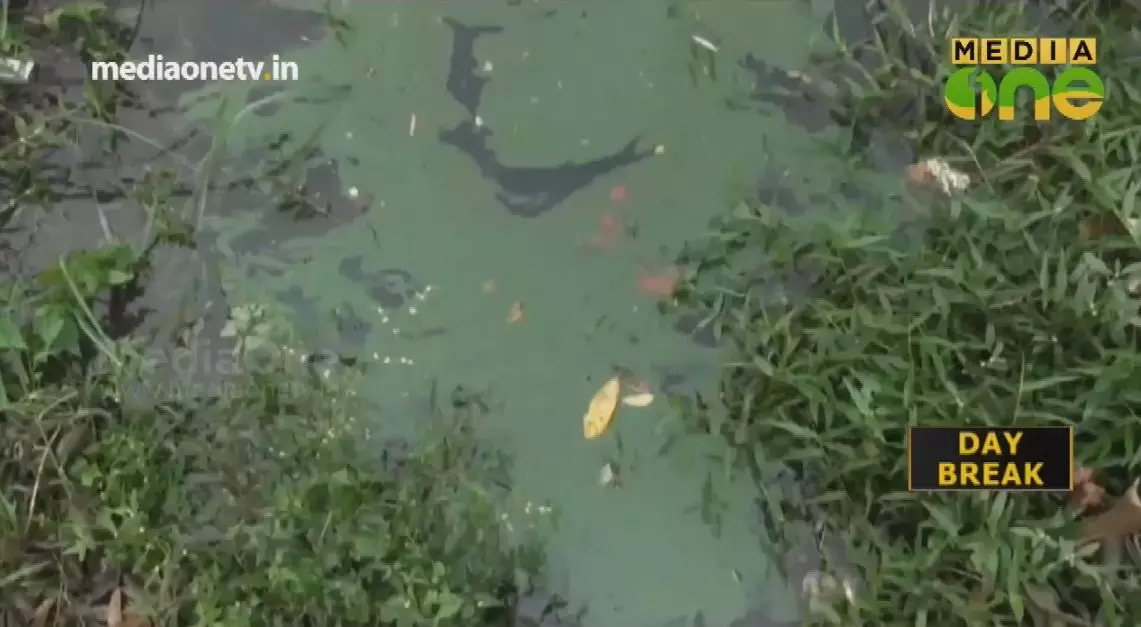 ചാലിയാറില് കണ്ടെത്തിയ ബ്ലൂ ഗ്രീന് ആല്ഗ സമീപത്തെ പുഴകളിലുമെത്തി ചാലിയാറില് കണ്ടെത്തിയ ബ്ലൂ ഗ്രീന് ആല്ഗ സമീപത്തെ പുഴകളിലുമെത്തി