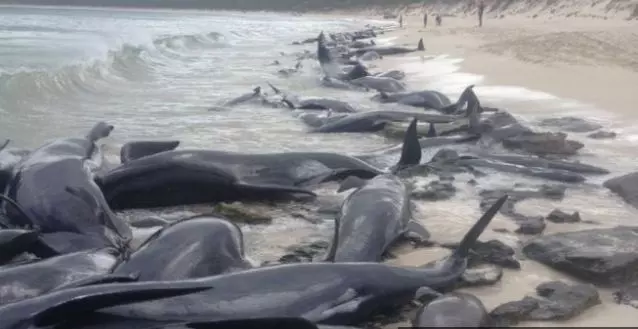 സ്വയം മരണം തിരഞ്ഞെടുത്ത് 130ലേറെ തിമിംഗലങ്ങള്‍, സ്രാവിന്റെ ആക്രമണഭീതിയില്‍ ജനം