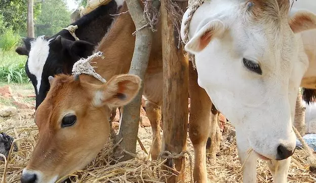 പശു, ലോകത്തിലെ ഏറ്റവും വലിയ സസ്തനി!