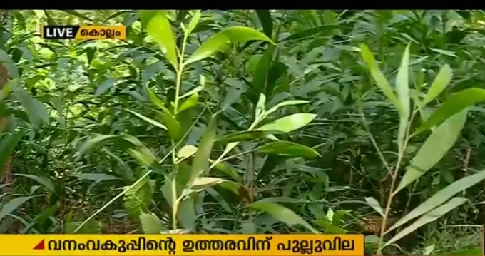 വനം വകുപ്പിന്റെ ഉത്തരവ് മറികടന്ന് അക്വേഷ്യ മരം നടല്‍ തുടരുന്നു