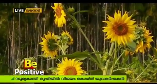 സൂര്യകാന്തി വിരിഞ്ഞു, സുനിലിന്റെ മുറ്റത്ത്