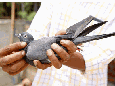 മോദിക്കുള്ള കത്തുമായി വന്ന പ്രാവ് അറസ്റ്റില്‍