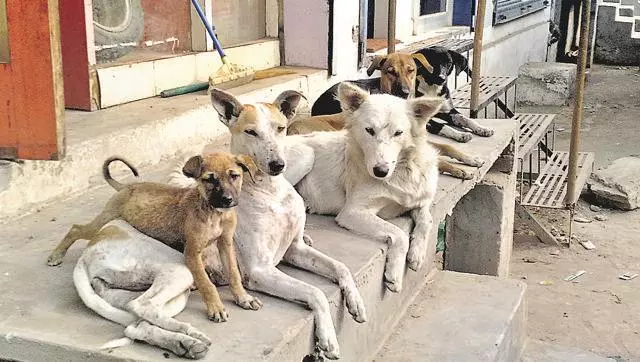 ആലുവയില് തെരുവ് നായ ആക്രമണം ആലുവയില് തെരുവ് നായ ആക്രമണം