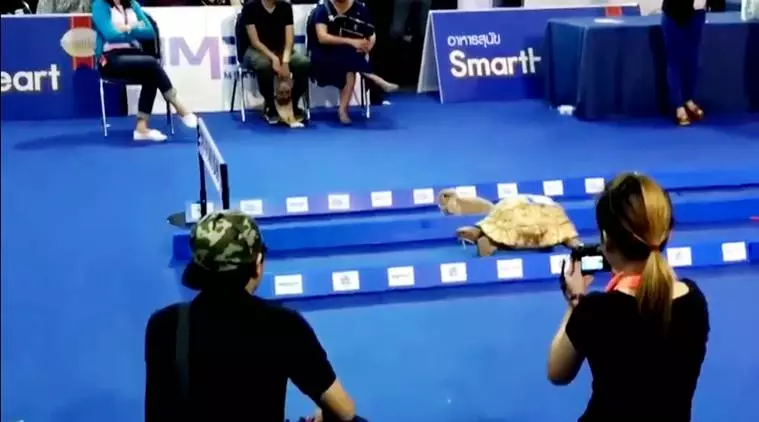 ആമയും മുയലും വീണ്ടും ഓട്ടമത്സരം നടത്തി; ജയിച്ചതാരെന്ന് വീഡിയോ പറയും