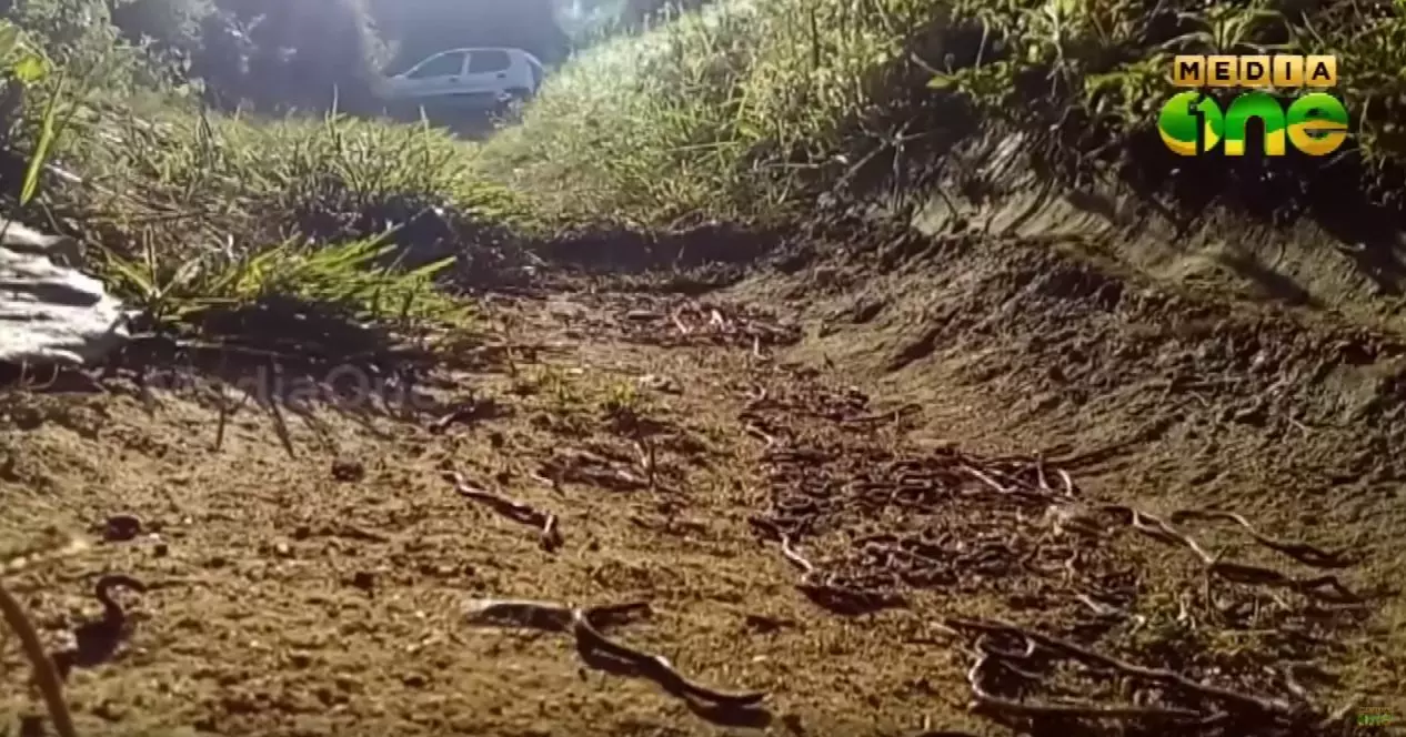 മണ്ണിരകള് കൂട്ടത്തോടെ ചാവുന്നത് ഭൂമിക്കടിയിലെ താപനില വര്ധിക്കുന്നതിനാലെന്ന് റിപ്പോര്ട്ട് മണ്ണിരകള് കൂട്ടത്തോടെ ചാവുന്നത് ഭൂമിക്കടിയിലെ താപനില വര്ധിക്കുന്നതിനാലെന്ന് റിപ്പോര്ട്ട്