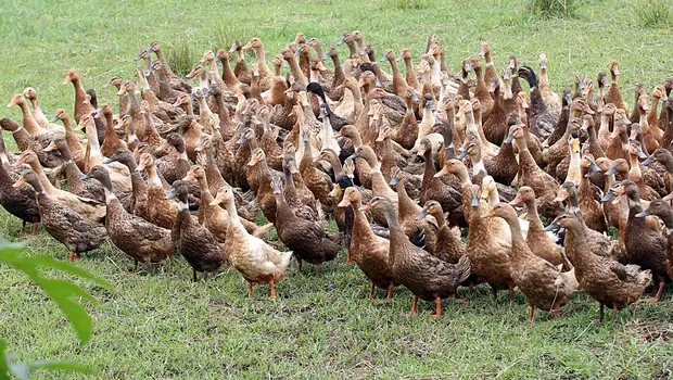 ആലപ്പുഴയില് 7314 താറാവുകളെ സംസ്കരിച്ചു ആലപ്പുഴയില് 7314 താറാവുകളെ സംസ്കരിച്ചു