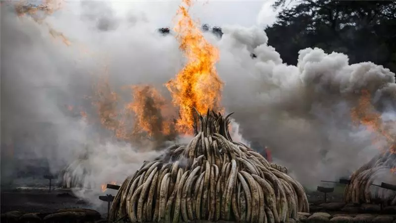 40 വര്‍ഷത്തിനിടെ ഭൂമിയില്‍ നിന്നും ഇല്ലാതായത് 60 ശതമാനം ജീവജാലങ്ങള്‍