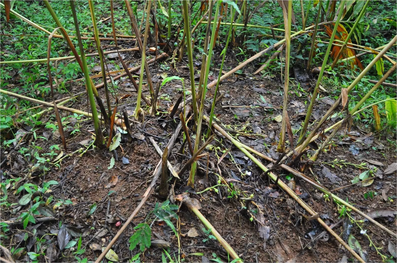 ഹൈറേഞ്ചില്‍ ഏലചെടികള്‍ക്ക് വൈറസ് ബാധ