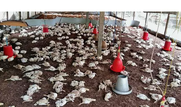 കോഴിക്കോട് നൂറിലേറെ ഇറച്ചിക്കോഴികളെ തെരുവുനായകള് കടിച്ചുകൊന്നു കോഴിക്കോട് നൂറിലേറെ ഇറച്ചിക്കോഴികളെ തെരുവുനായകള് കടിച്ചുകൊന്നു