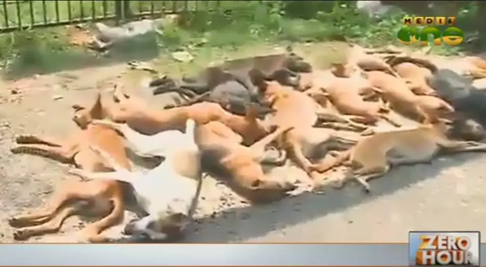 തെരുവുനായ്ക്കള്‍ ഏറ്റവും അധികം കോഴിക്കോടെന്ന് സര്‍വേ