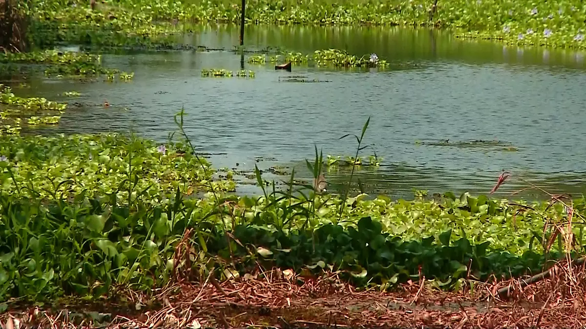 മെത്രാന് കായലില് വിത്തിറക്കി മെത്രാന് കായലില് വിത്തിറക്കി
