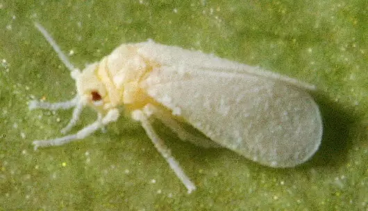 വെള്ളീച്ചകളെ കണ്ടെത്തി വെള്ളീച്ചകളെ കണ്ടെത്തി