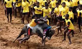 ജെല്ലിക്കെട്ടിന് അനുമതി; ഹരജികള് സുപ്രീംകോടതി ഇന്ന് പരിഗണിക്കും ജെല്ലിക്കെട്ടിന് അനുമതി; ഹരജികള് സുപ്രീംകോടതി ഇന്ന് പരിഗണിക്കും