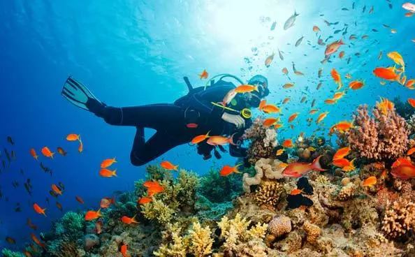 മീനുകളെ തിരിച്ചറിയാനും ഇനി മൊബൈല് ആപ് മീനുകളെ തിരിച്ചറിയാനും ഇനി മൊബൈല് ആപ്