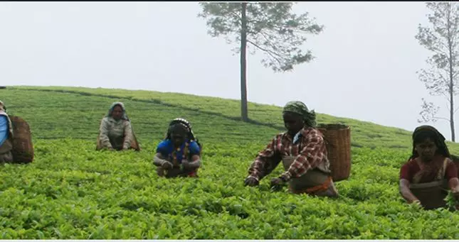 മൂന്നാറില് ഒരിഞ്ച് ഭൂമിയില്ലാതെ തോട്ടംതൊഴിലാളികള് മൂന്നാറില് ഒരിഞ്ച് ഭൂമിയില്ലാതെ തോട്ടംതൊഴിലാളികള്