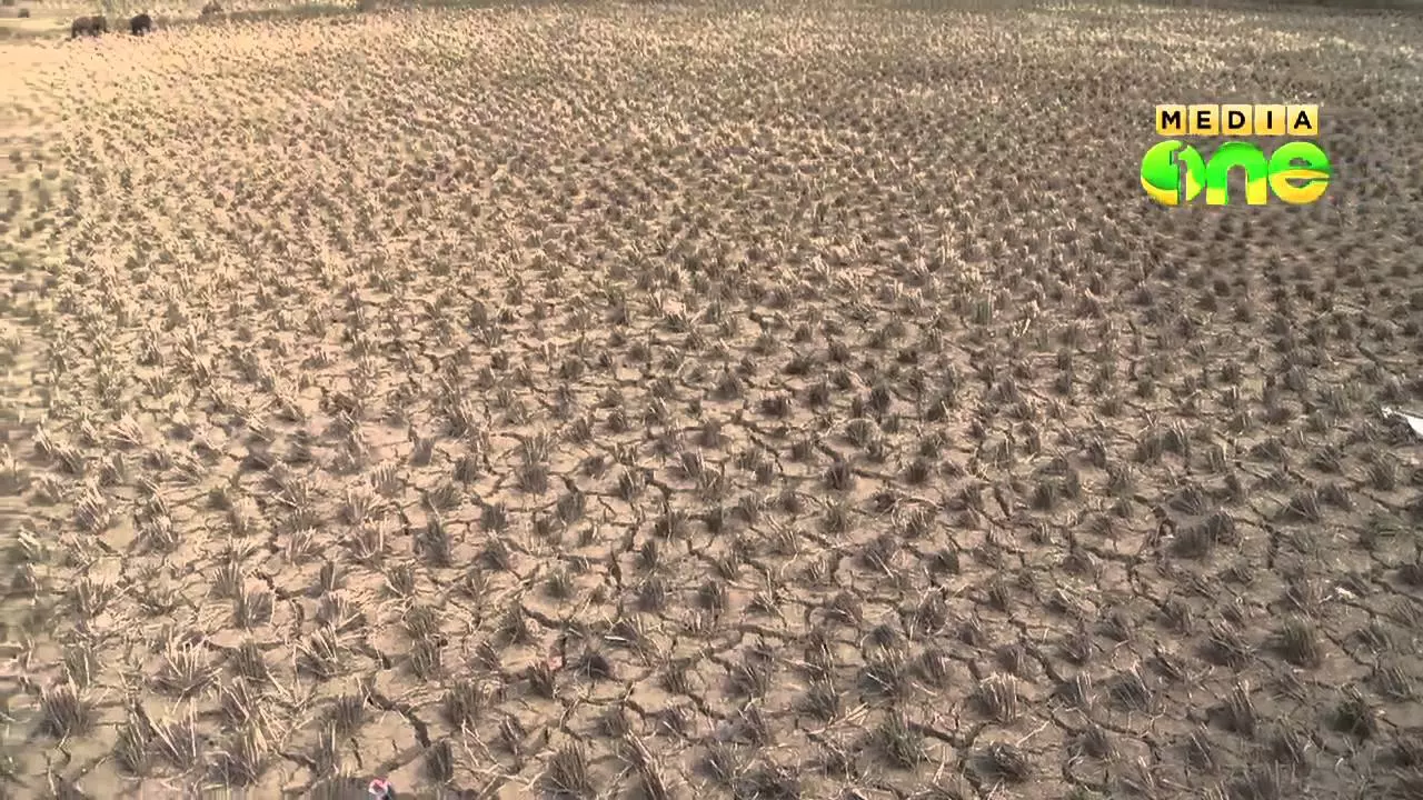 വേനല് കനത്തു; നിര്ജലീകരണം മൂലമുള്ള മരണവും വേനല് കനത്തു; നിര്ജലീകരണം മൂലമുള്ള മരണവും