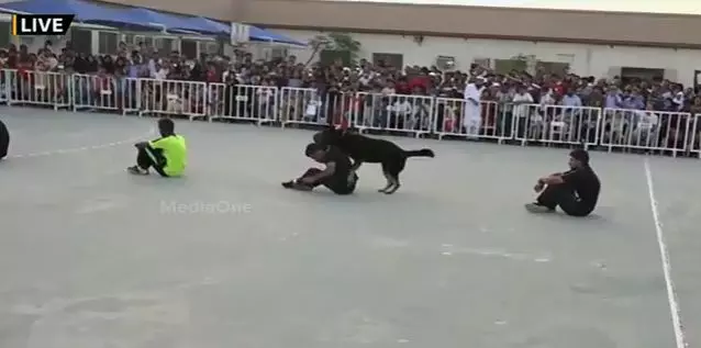 മയക്കു മരുന്നു മുതല്‍ സ്‌ഫോടക വസ്തുക്കള്‍ വരെ കണ്ടെത്തുന്ന ഖത്തറിന്റെ പൊലീസ് നായ്ക്കള്‍