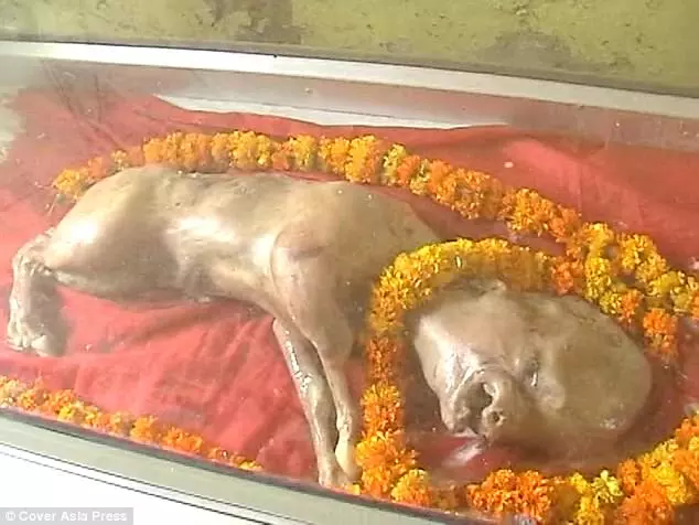 മനുഷ്യന്റെ മുഖവുമായി പശുക്കുട്ടി പിറന്നു; ദൈവത്തിന്റെ അവതാരമെന്ന് പറഞ്ഞ് ക്ഷേത്രം നിര്‍മിക്കാനൊരുങ്ങി ഗ്രാമീണര്‍