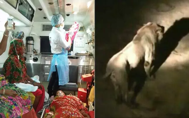 12 സിംഹങ്ങള് കാവലിരുന്നു, യുവതിക്ക് കൊടുങ്കാട്ടില് സുഖപ്രസവം 12 സിംഹങ്ങള് കാവലിരുന്നു, യുവതിക്ക് കൊടുങ്കാട്ടില് സുഖപ്രസവം