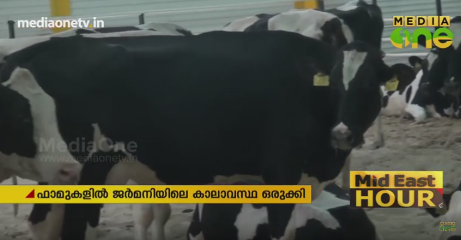 പാല്‍ ഉത്പാദനത്തില്‍ സ്വയംപര്യാപ്തത നേടാനൊരുങ്ങി ഖത്തര്‍, പശുക്കളെ ഇറക്കുമതി ചെയ്തുതുടങ്ങി