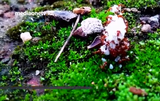 വലിയ ജോലി തിരക്കിലാണവര്‍....തല്ലും ബഹളവുമില്ലാതെ ഭക്ഷണം ശേഖരിക്കുന്ന ഈ ഉറുമ്പുകളെ കണ്ടുപഠിക്കാം