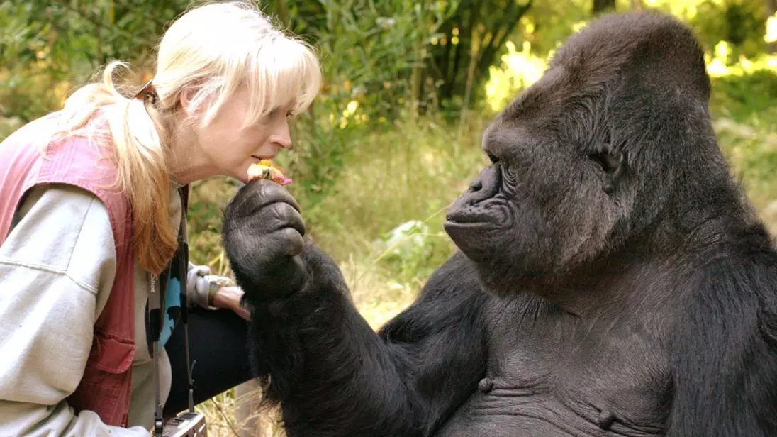 കോക്കോ ഗൊറില്ല ഇനി ഓര്‍മ്മ